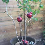 Pansiyon Petit Cocon Lillois:cheminee & Jardin *